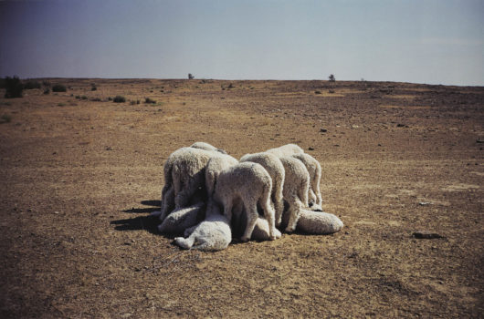Gabriel Orozco, Common Dream, 1996 Gabriel Orozco, Common Dream, 1996