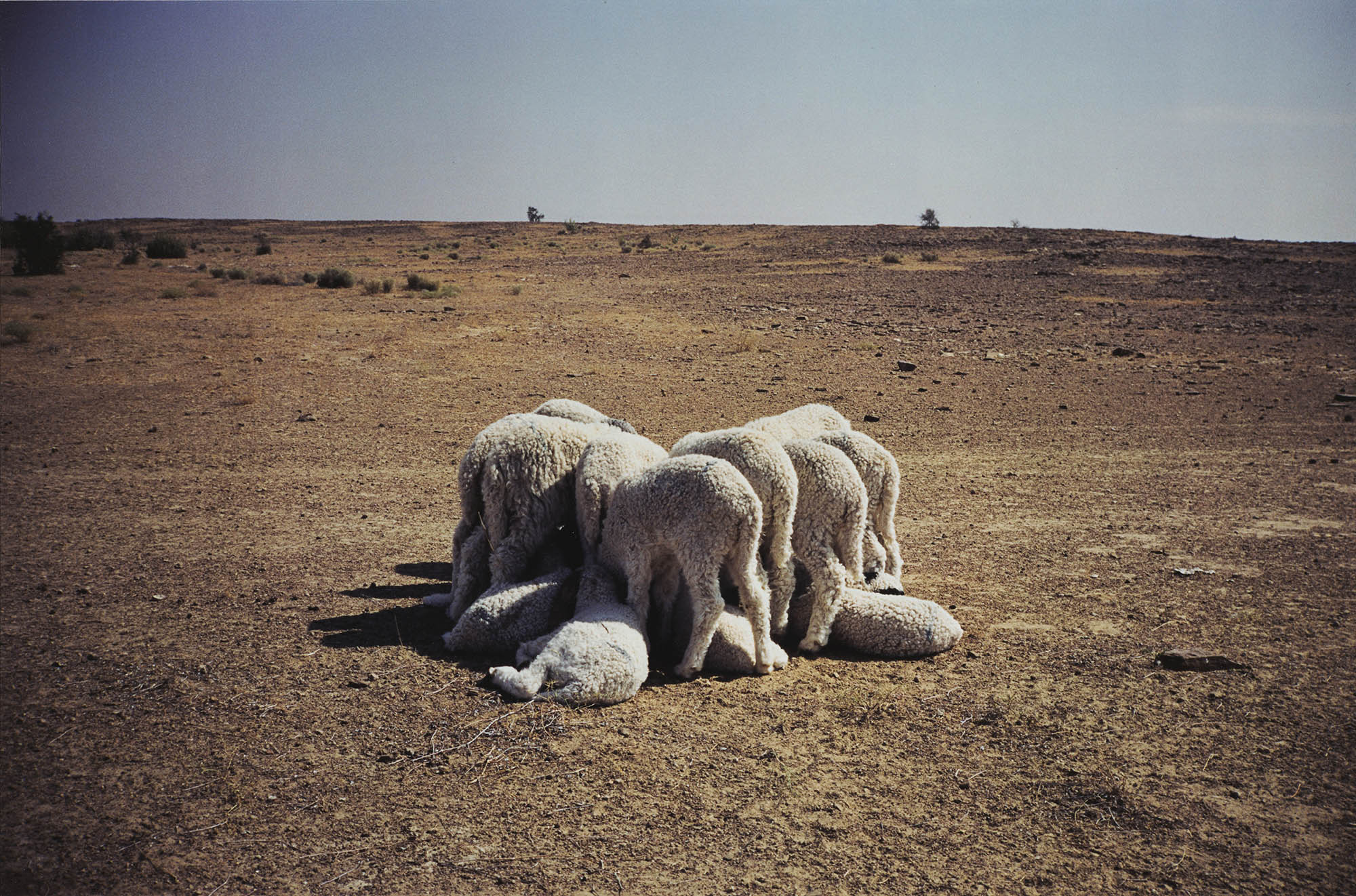 Gabriel Orozco, Common Dream, 1996 Gabriel Orozco, Common Dream, 1996