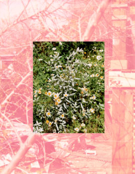 Roe Ethridge, LA Backyard with Sage and Daisies, 2007 Roe Ethridge, LA Backyard with Sage and Daisies, 2007
