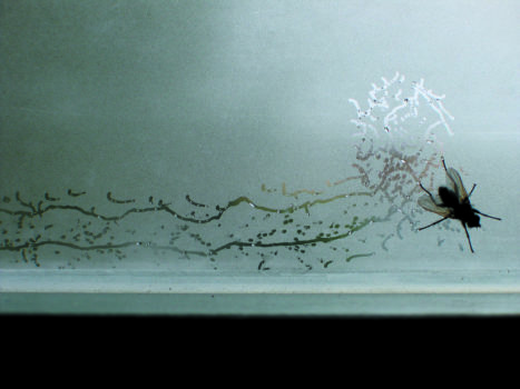 Tue Greenfort, Partitur einer Fliege : A Fly’s Composition, 2004 Tue Greenfort, Partitur einer Fliege : A Fly’s Composition, 2004