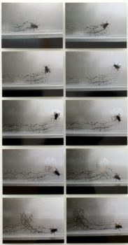 Tue Greenfort, Partitur einer Fliege : A Fly’s Composition, 2004 Tue Greenfort, Partitur einer Fliege : A Fly’s Composition, 2004