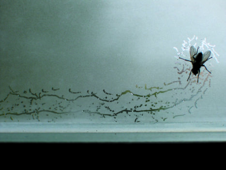 Tue Greenfort, Partitur einer Fliege : A Fly’s Composition, 2004 Tue Greenfort, Partitur einer Fliege : A Fly’s Composition, 2004