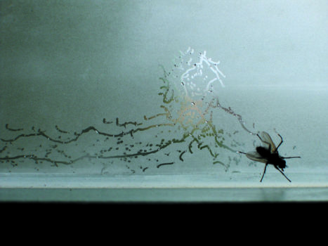 Tue Greenfort, Partitur einer Fliege : A Fly’s Composition, 2004 Tue Greenfort, Partitur einer Fliege : A Fly’s Composition, 2004