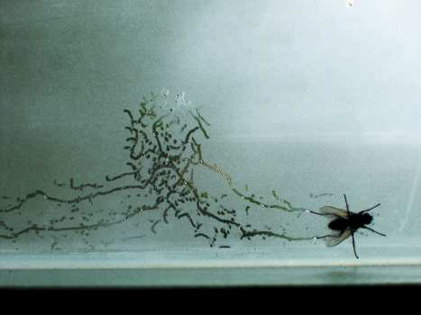 Tue Greenfort, Partitur einer Fliege : A Fly’s Composition, 2004 Tue Greenfort, Partitur einer Fliege : A Fly’s Composition, 2004