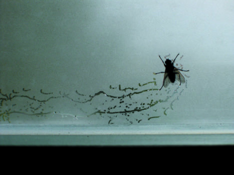 Tue Greenfort, Partitur einer Fliege : A Fly’s Composition, 2004 Tue Greenfort, Partitur einer Fliege : A Fly’s Composition, 2004