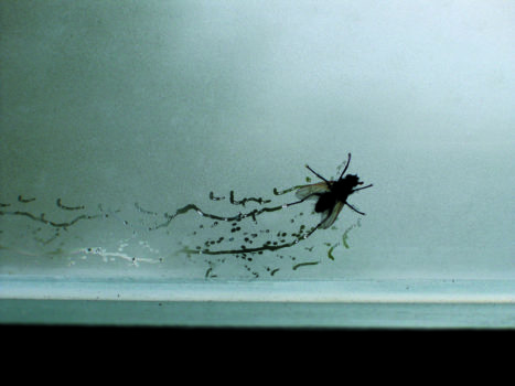 Tue Greenfort, Partitur einer Fliege : A Fly’s Composition, 2004 Tue Greenfort, Partitur einer Fliege : A Fly’s Composition, 2004