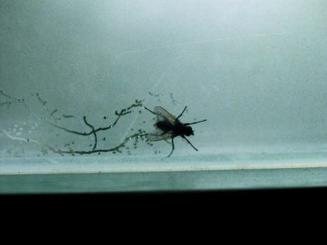 Tue Greenfort, Partitur einer Fliege : A Fly’s Composition, 2004 Tue Greenfort, Partitur einer Fliege : A Fly’s Composition, 2004
