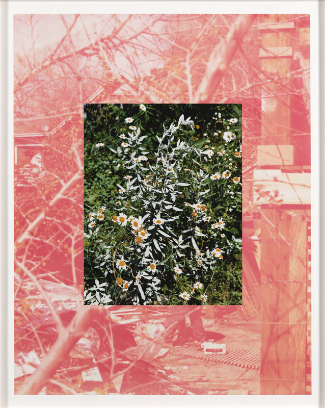 Roe Ethridge, LA Backyard with Sage and Daisies, 2007 Roe Ethridge, LA Backyard with Sage and Daisies, 2007